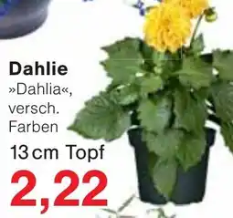 Wiglo Wunderland Dahlie Angebot