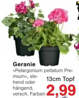 Wiglo Wunderland Geranie Angebot