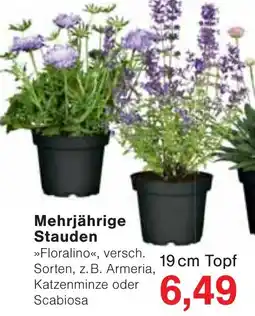 Wiglo Wunderland Mehrjährige Stauden Angebot