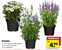 Hagebau Stauden Angebot