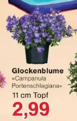Jawoll Glockenblume Angebot