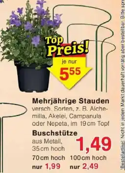 Jawoll Mehrjährige Stauden Angebot
