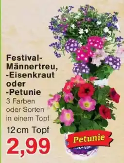 Jawoll Festival- Männertreu, -Eisenkraut oder -Petunie Angebot