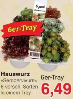 Jawoll Hauswurz Angebot