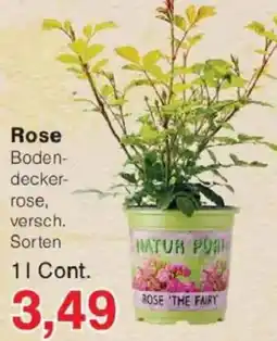 Jawoll Rose Angebot