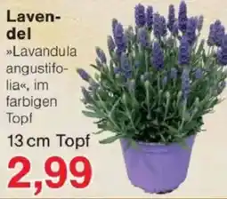 Jawoll Lavendel Angebot