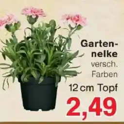 Jawoll Gartennelke Angebot