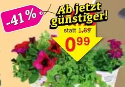 Wiglo Wunderland Steckbeetpflanzen-Mix Angebot