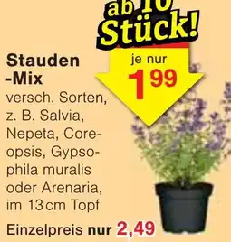 Wiglo Wunderland Stauden Mix Angebot