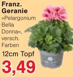 Wiglo Wunderland Franz. Geranie Angebot