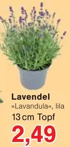 Wiglo Wunderland Lavendel Angebot