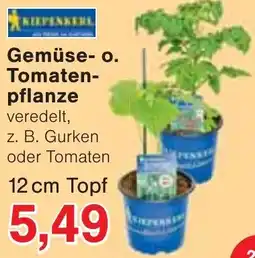 Wiglo Wunderland KIEPENKERL Gemüse o. Tomatenpflanze Angebot