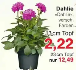 Jawoll Dahlie Angebot