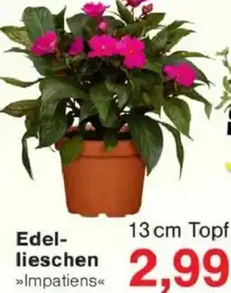 Jawoll Edellieschen Angebot