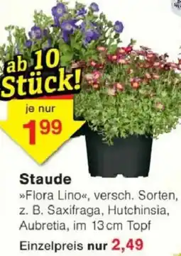 Jawoll Staude Angebot