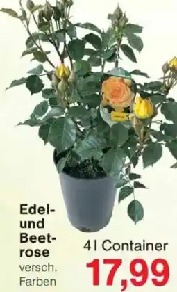 Jawoll Edel und Beetrose Angebot