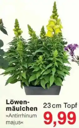 Jawoll Löwenmäulchen Angebot