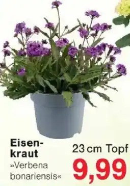Jawoll Eisenkraut Angebot