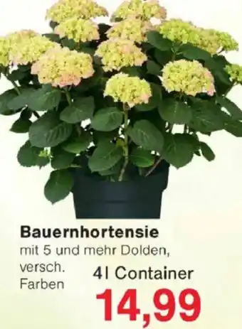 Jawoll Bauernhortensie Angebot
