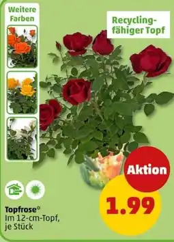 PENNY Topfrose Angebot