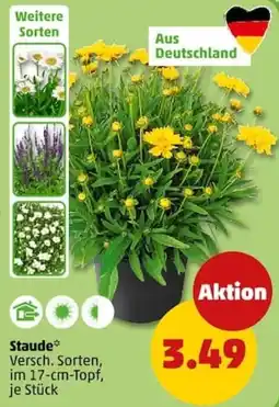 PENNY Staude Angebot
