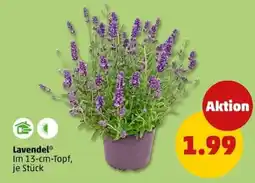 PENNY Lavendel Angebot