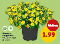 PENNY Husarenknöpfchen Angebot