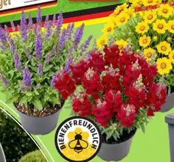 Thomas Philipps Sommerstauden Angebot