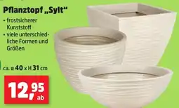 Thomas Philipps Pflanztopf,,Sylt" Angebot