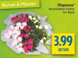 diska Pfingstrosen Angebot