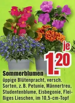 B1 Discount Baumarkt Sommerblumen Angebot