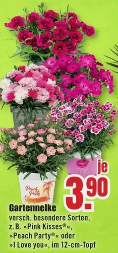 B1 Discount Baumarkt Gartennelke Angebot