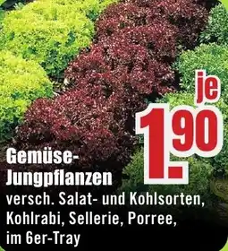 B1 Discount Baumarkt Gemüse Jungpflanzen Angebot