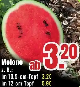 B1 Discount Baumarkt Melone Angebot