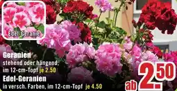 B1 Discount Baumarkt Geranien Angebot