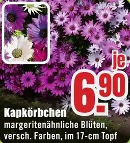 B1 Discount Baumarkt Kapkörbchen Angebot