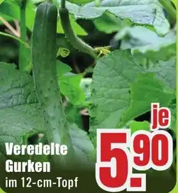 B1 Discount Baumarkt Veredelte Gurken Angebot