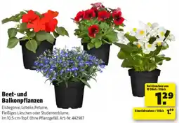 Hagebau Beet- und Balkonpflanzen Angebot