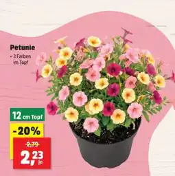 Thomas Philipps Petunie Angebot
