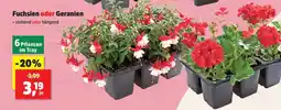 Thomas Philipps Fuchsien oder Geranien Angebot