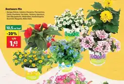 Thomas Philipps Beetware-Mix Angebot