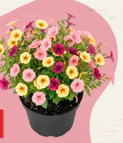 Thomas Philipps Petunien Angebot