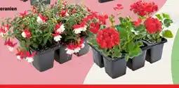 Thomas Philipps Fuchsien Angebot