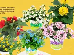 Thomas Philipps Beetwaren-Mix Angebot