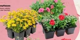Thomas Philipps Beet- und Balkonpflanzen Angebot