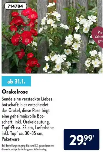 Aldi Nord Orakelrose Angebot