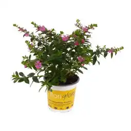 toom Baumarkt Nützlingsfreundliche Köcherblümchen Floriglory Angebot