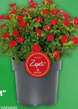 Hagebau Ziergehölze Farbthema Rot Zepeti Angebot