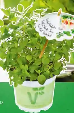 Hagebau Trio Kräutertopf Angebot