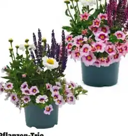 Hagebau Trio Pflanzen Angebot